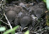 Baby birds in nest, seen from above their heads.