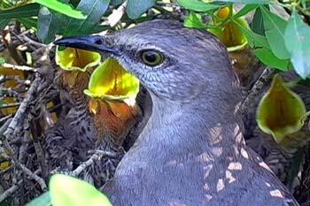 The head of a blue-gray bird with a sharp dark bill, with a chick, against a background of foliage.