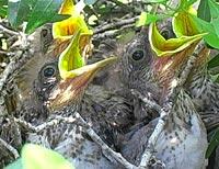 Three brown hatchlings, their yellow mouths wide open, looking up from a nest.