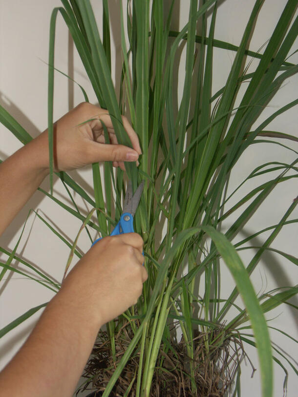 Hands holding scissors cutting leaves from an indoor potted tall grass plant.