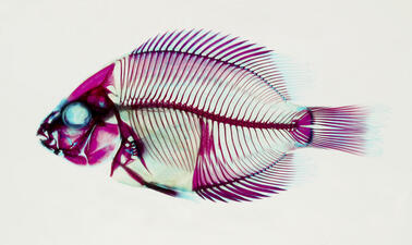 A stained skeleton of a fish, in shades or red, yellow, and blue.