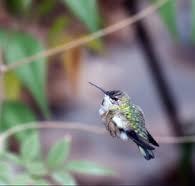Rufous Hummingbird Ottavio