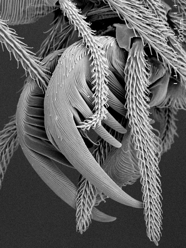 SEM Scanning Electron Microscope Goblin Spider