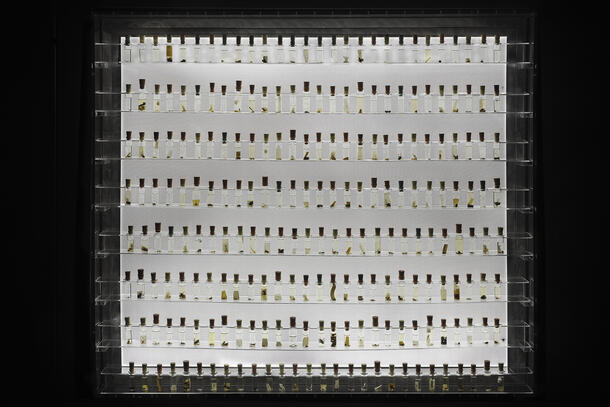 A rack holding hundreds of tiny vials containing spider specimens in collection at the Museum.
