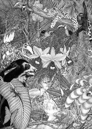 Black-and-white illustration of a jungle scene with a jaguar, sloth, different types of birds, and other animals hidden in foliage.
