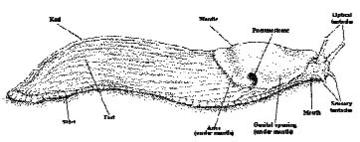 Slug DIagram