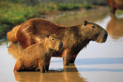 A mother and baby Capybara standing in a river