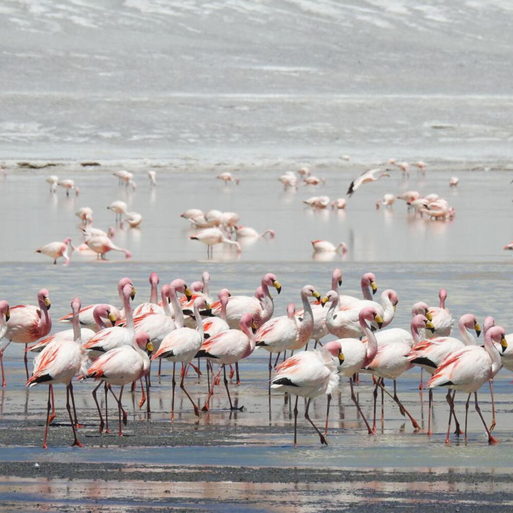 TYIR 2016 - Flamingo, cover image 