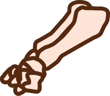 Forearm