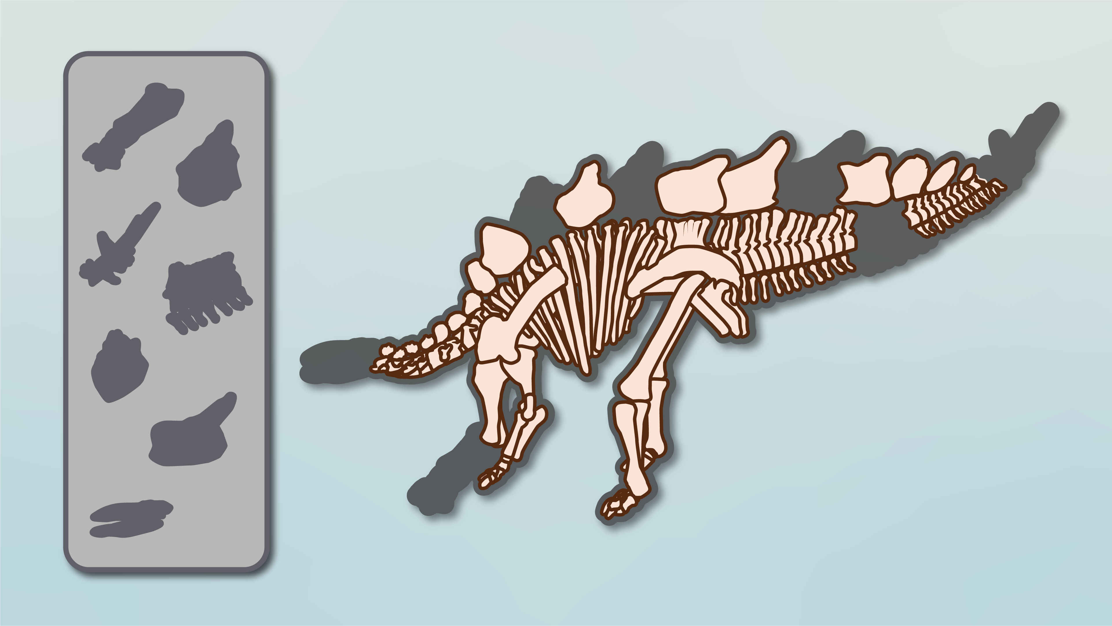 Apex Skeleton incomplete