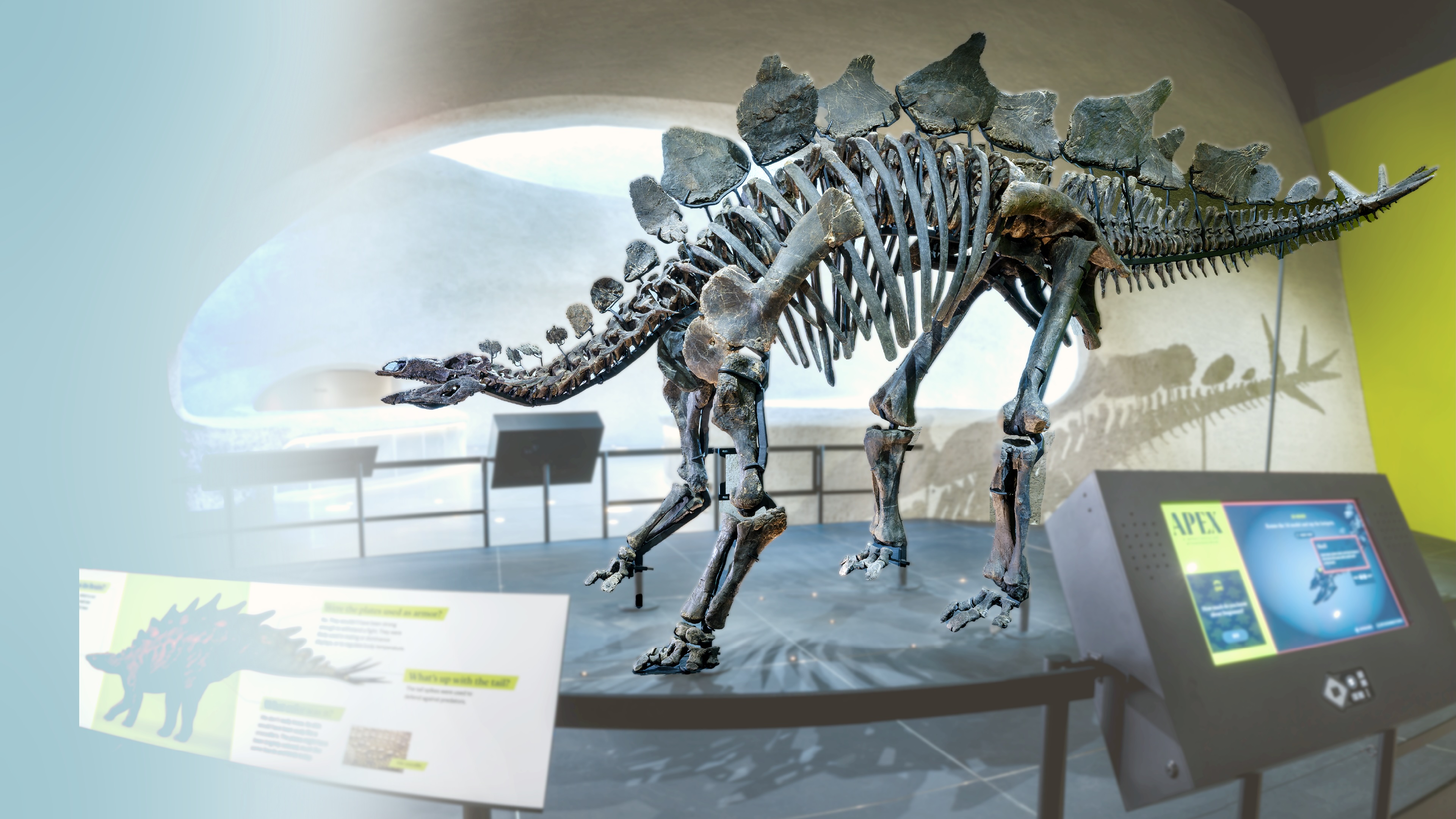 Apex Skeleton Photo
