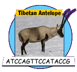 Tibetan Antelope