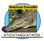 American Crocodile