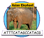 Asian Elephant