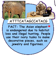 Fact:  Asian Elephant