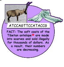 Fact: Tibetan Antelope