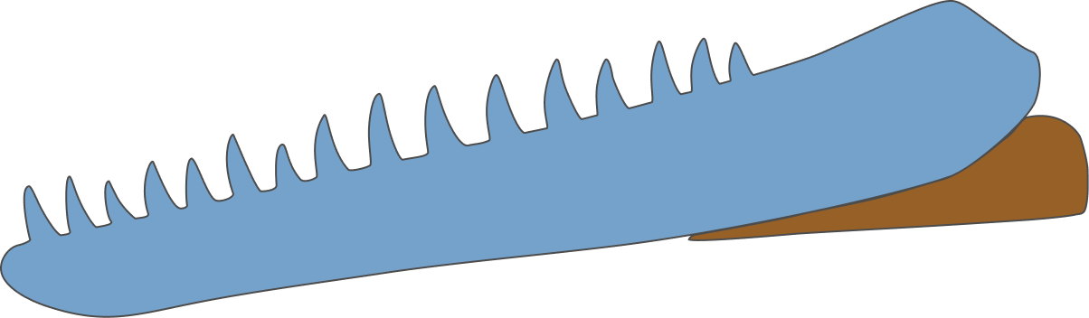 Anterior Mandible