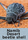 Namib Desert Betle shell on sand