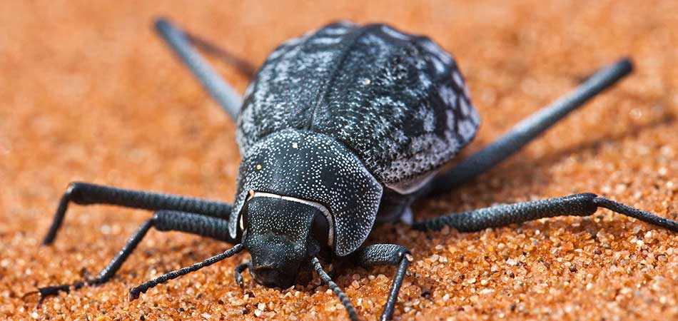 Namib Desert beetle  on sand