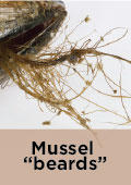 Mussel Beard