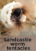 Sandcastle worm