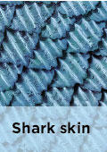 Microscopic image of shark skin
