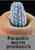 Parasitic worm proboscis