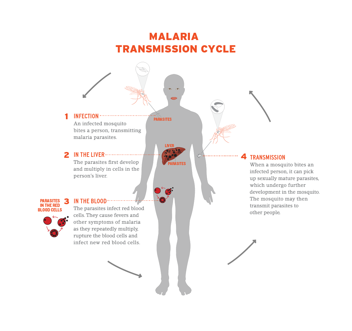 Diagram of how malaria is transmitted