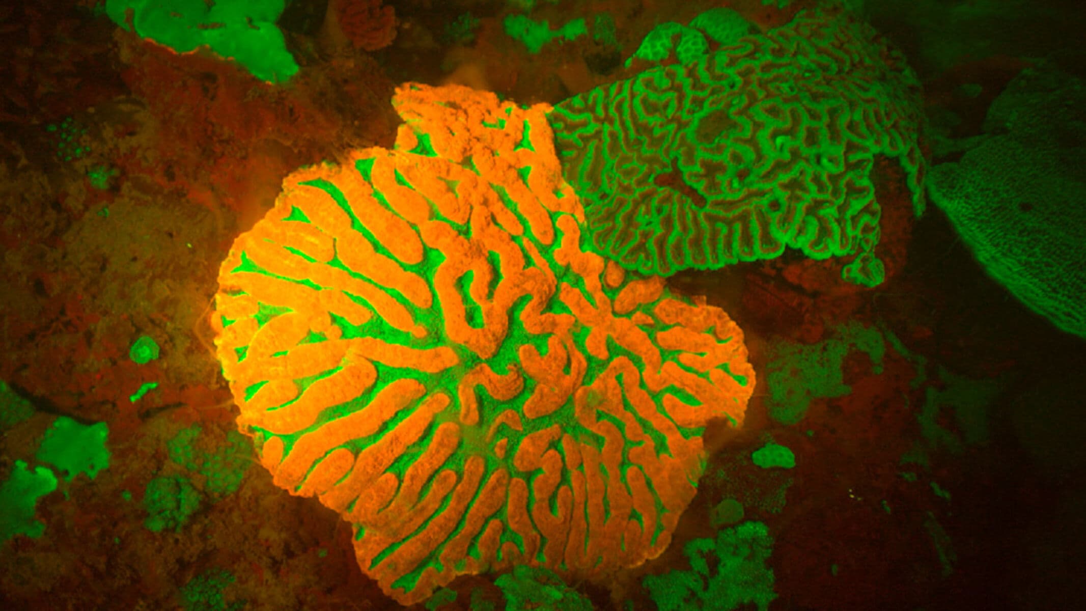 Fluorescent coral