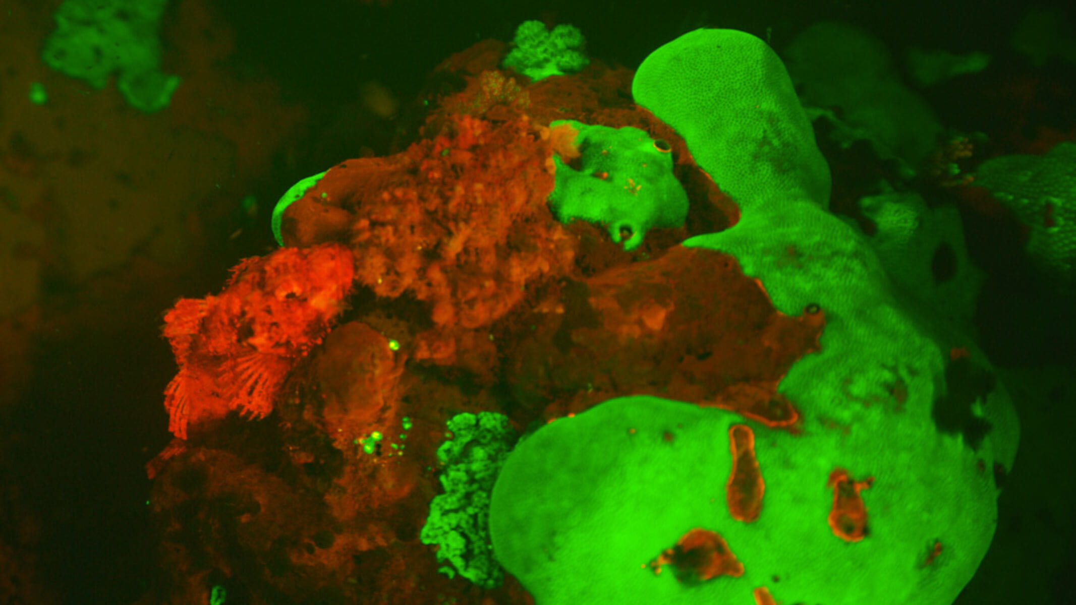 Scorpionfish