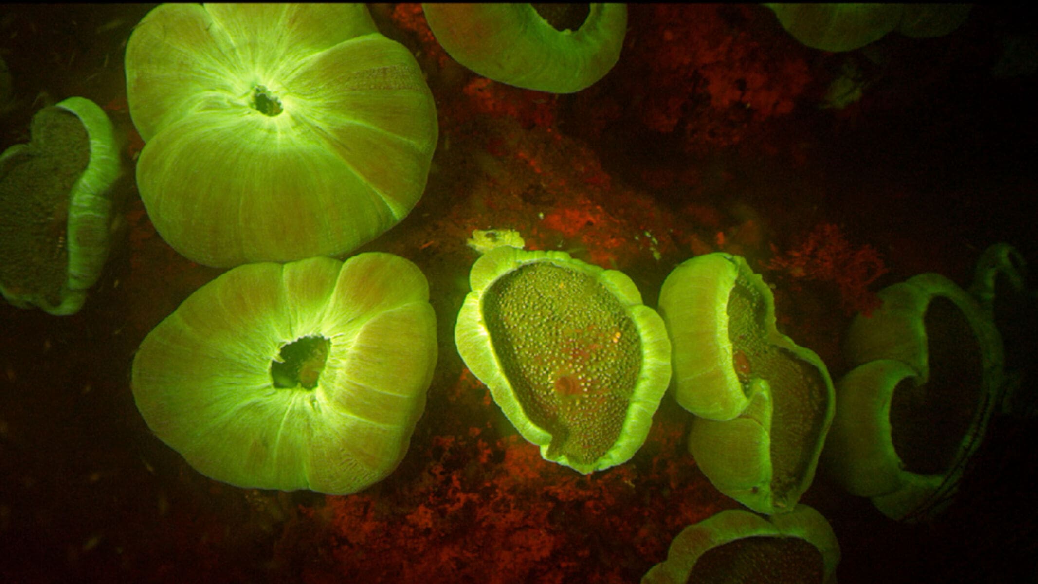 Fluorescent anemone