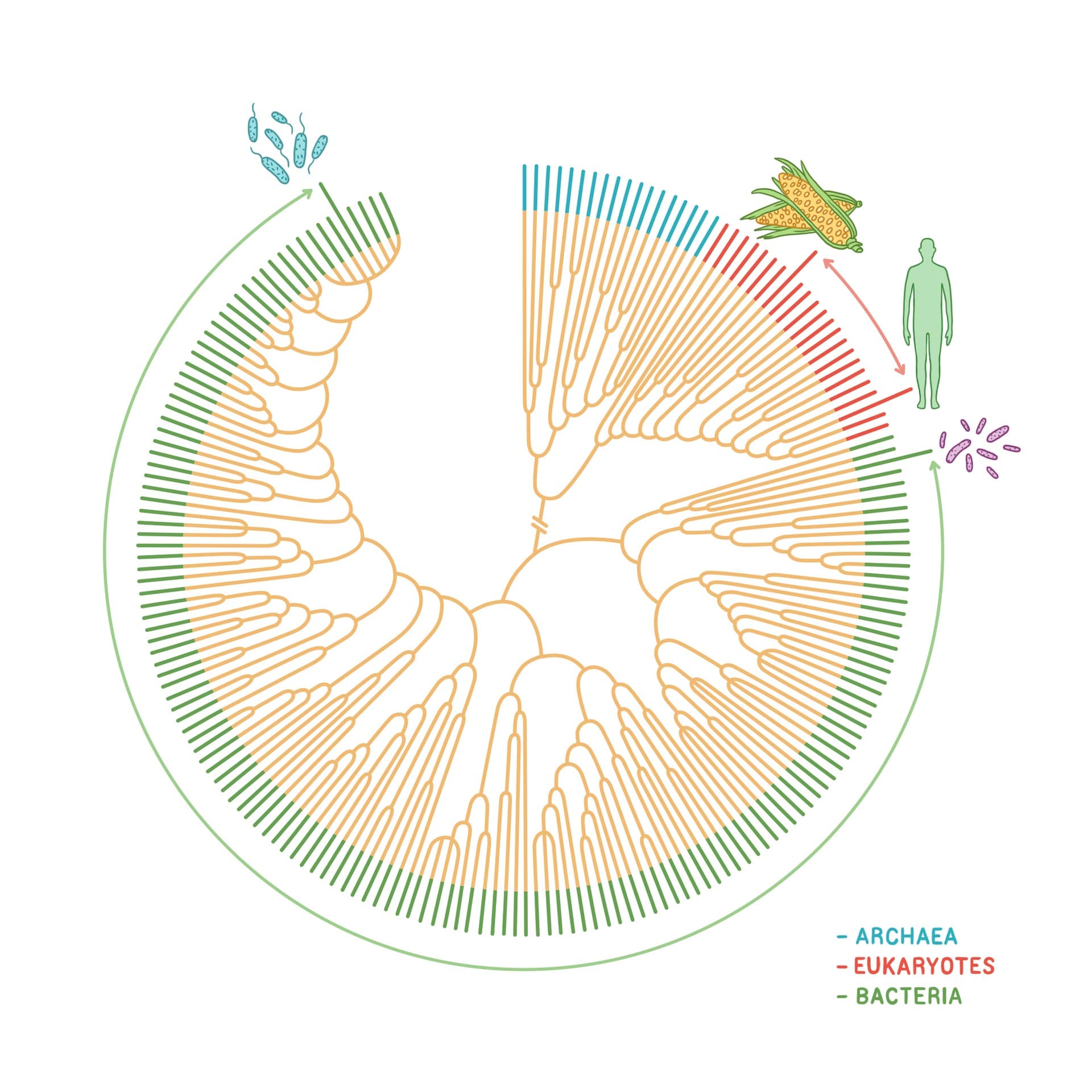 Tree of life showing the distance between a human, corn and bacteria