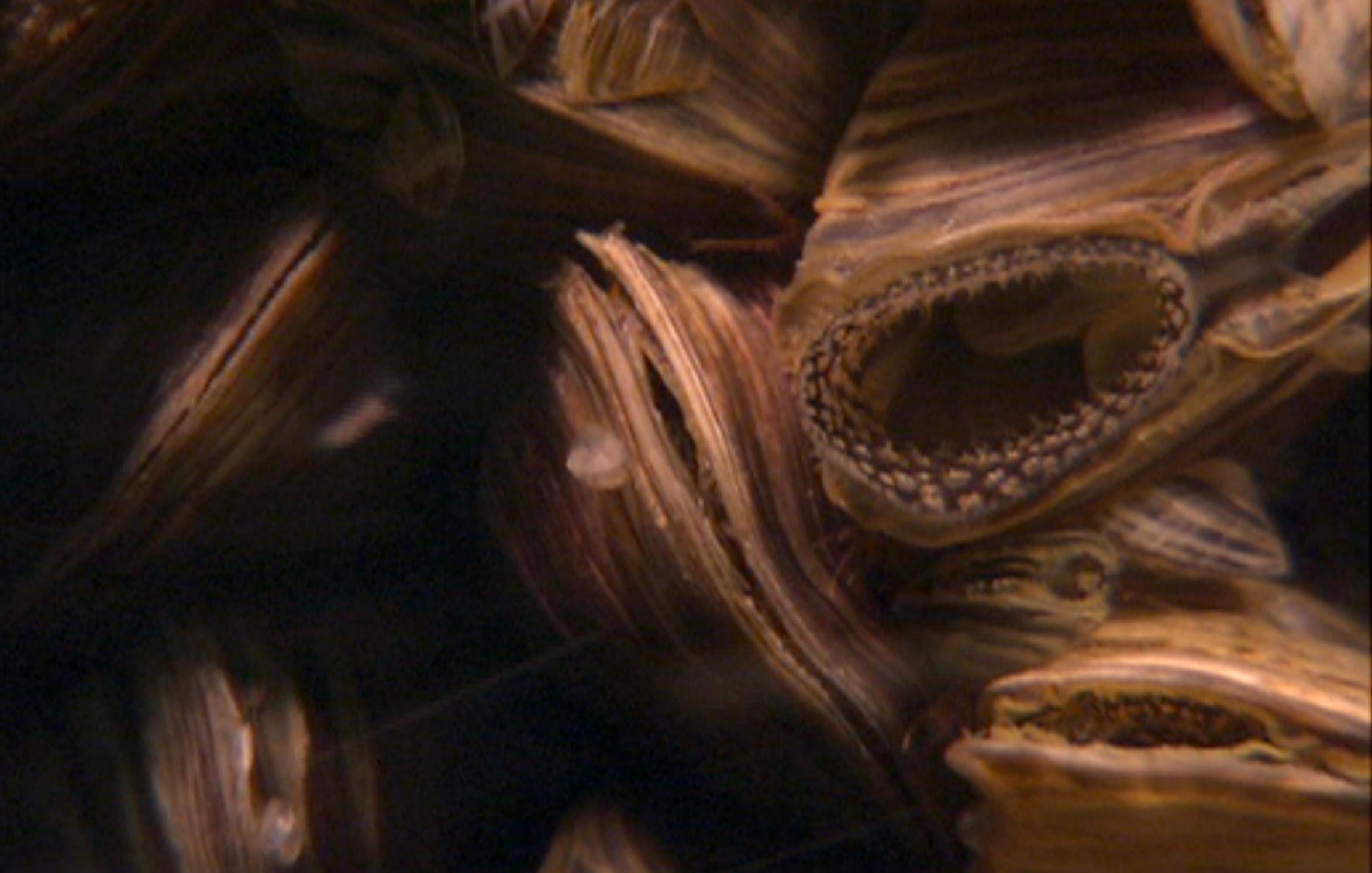Check out more apps from the American Museum of Natural History