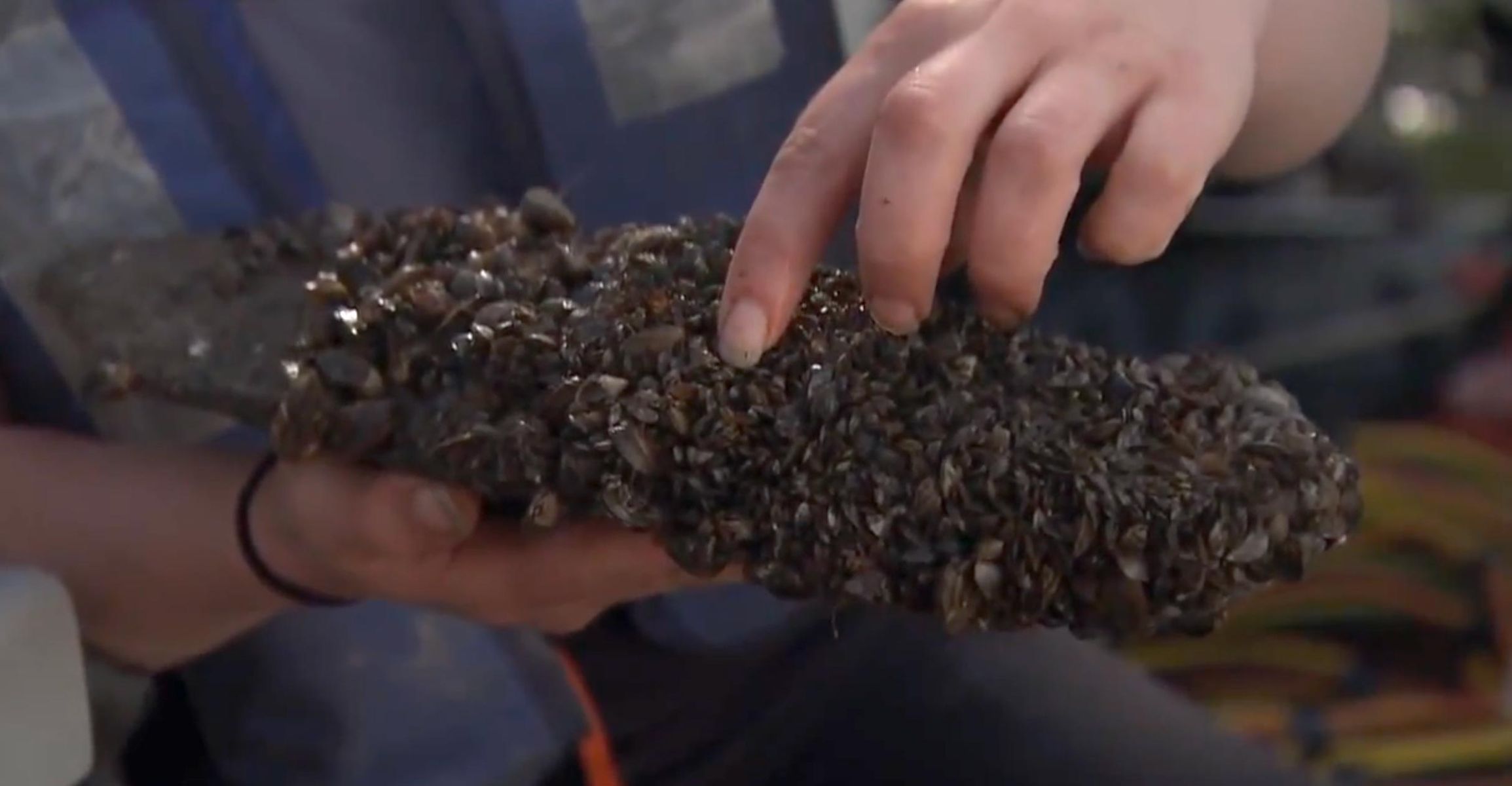 Rock collected from the river covered with zebra mussels.