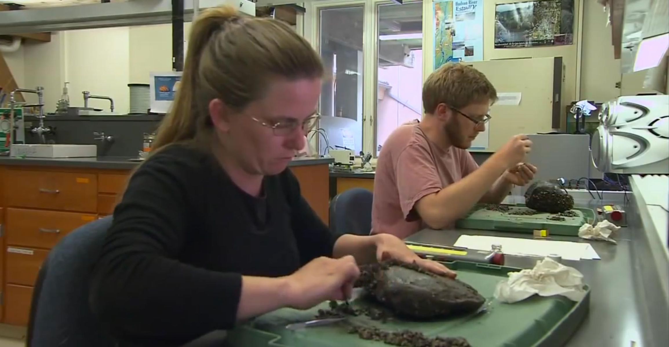 Scientists remove zebra mussels from rocks in the lab.