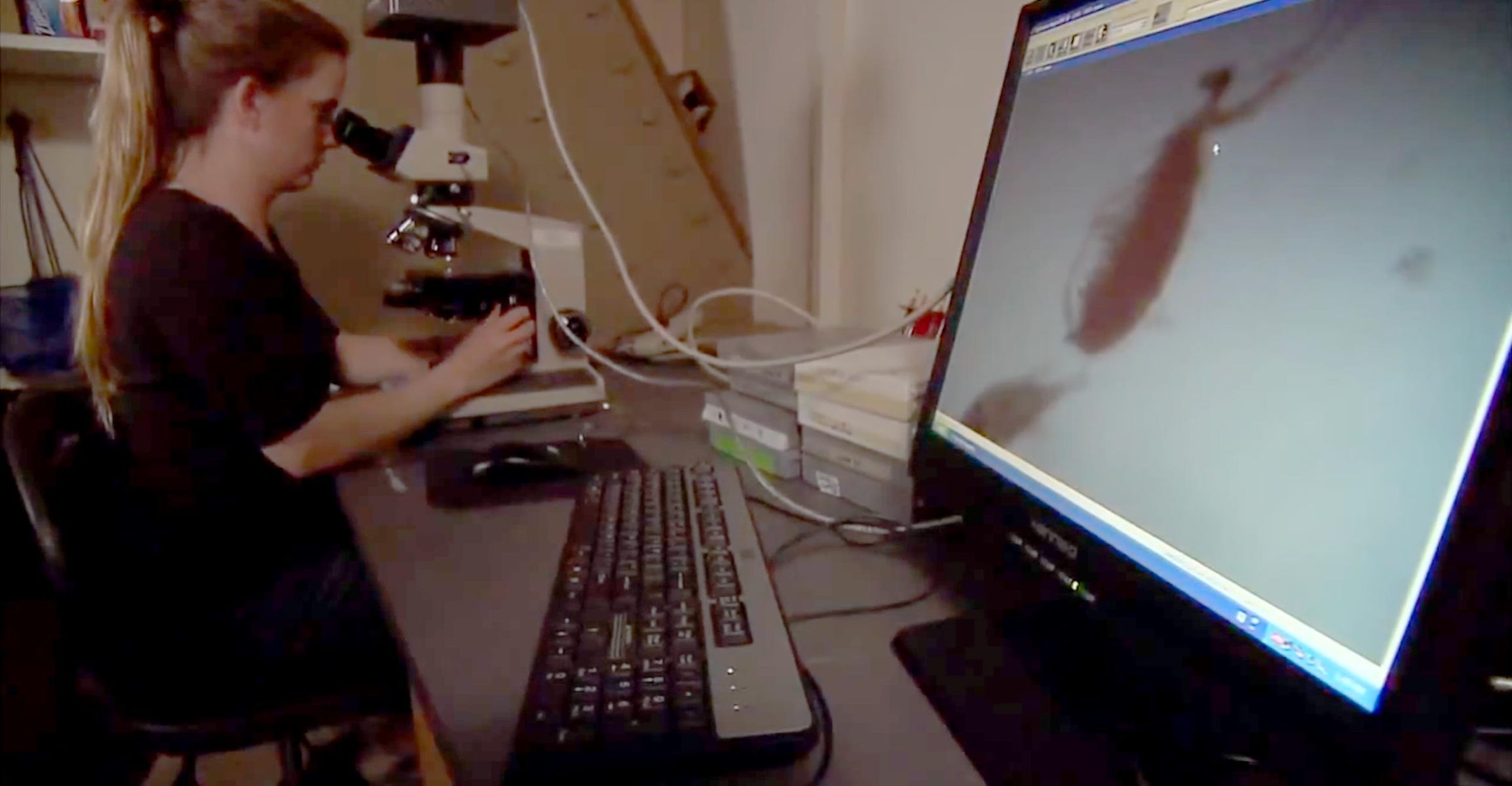 Scientist analyzing zooplankton in a lab.