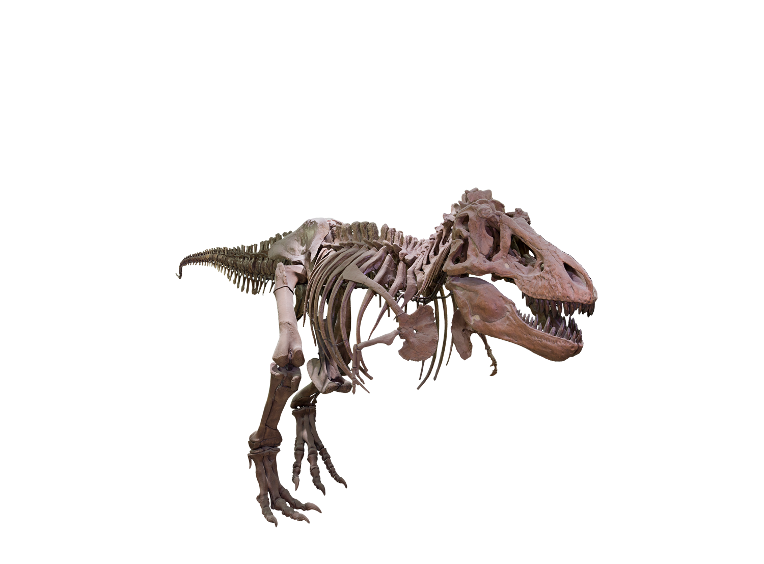 Tyrannosaurus rex mounted in a stalking position, with its head low, tail extended, and one foot slightly raised.