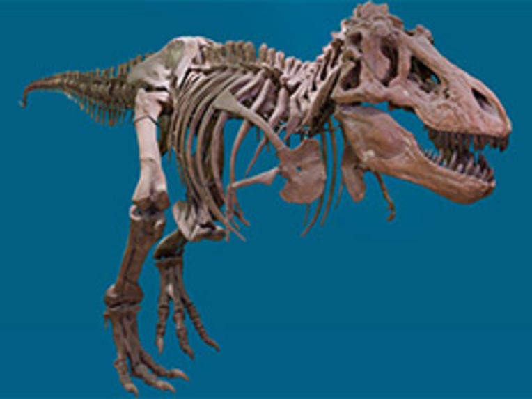 7 Questions About Tyrannosaurus rex: Illustrated Answers | AMNH