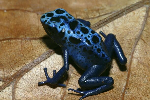 A blue poison dart frog on a brown leaf.