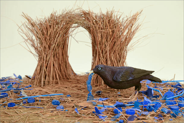 13b. Bowerbird