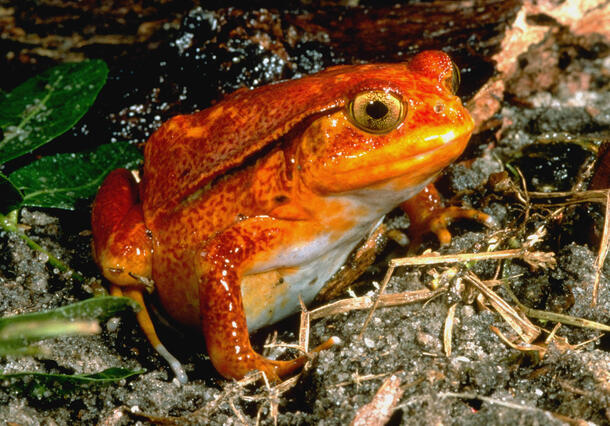 19. Tomato frog_Reptiland