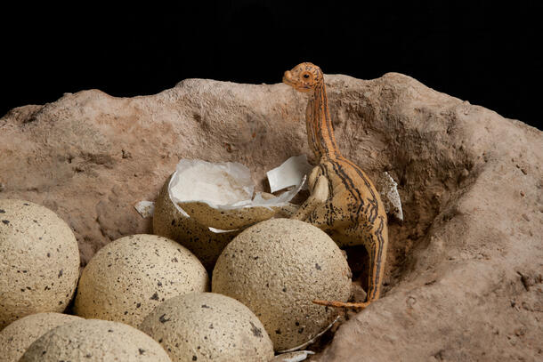 1a. Titanosaur nest close up-DF