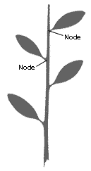 1leaf_node