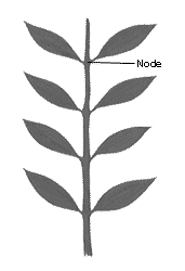 A drawing of a green plant stem with four leaves along each side and the word "node" and a black line indicating where the leaf meets the stem.