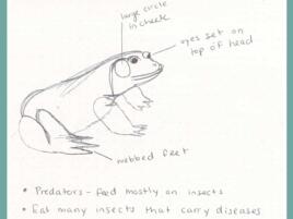 journal page of frog drawing with labels and notes