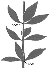 3leaf_node