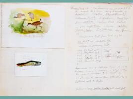 journal with watercolor illustrations of a snake head and birds with hand-written notes on the right