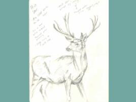 journal page with pencil sketch of mule deer and handwritten notes