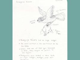 journal page with sketch of peregrine falcon with pigeon in it's talons and handwritten notes