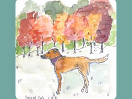 journal page with water color and marker sketch of dog in Prospect Park